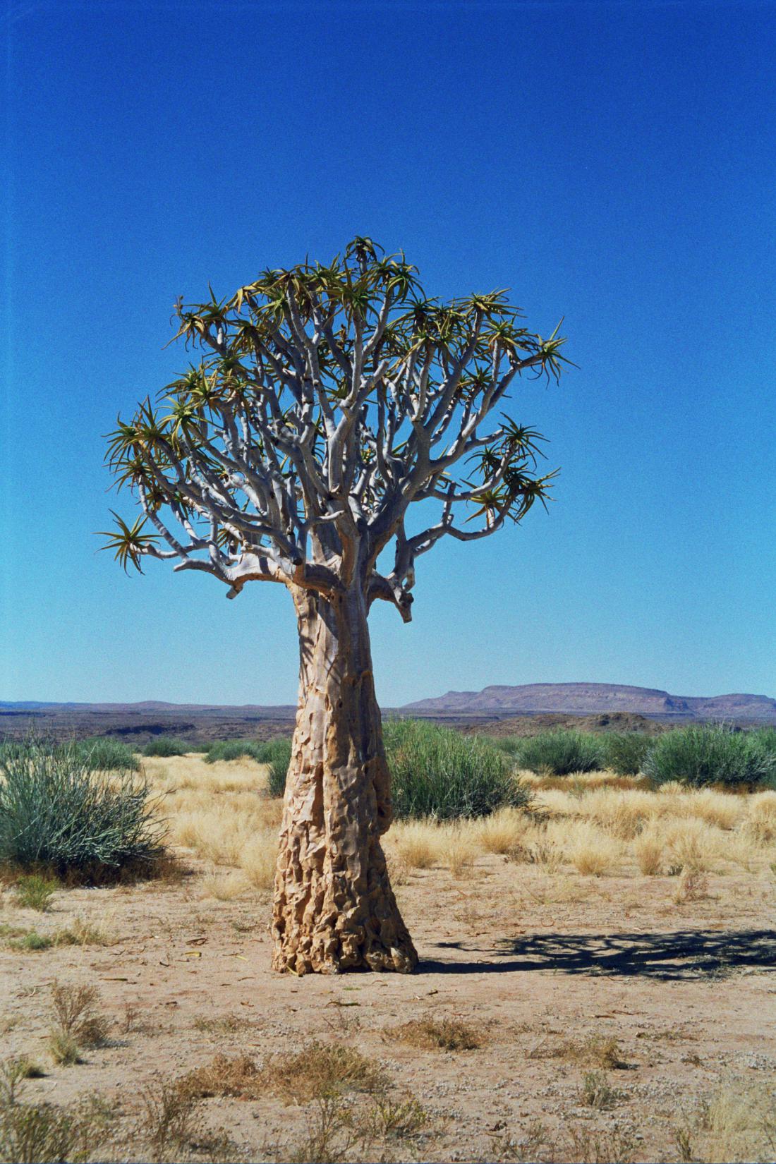Drevo kokerboom