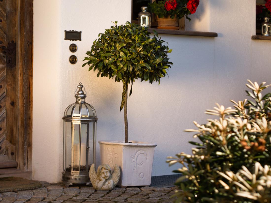 Lovor je tudi lepa okrasna rastlina, ki lahko popestri vhod. Foto: Floki/Shutterstock