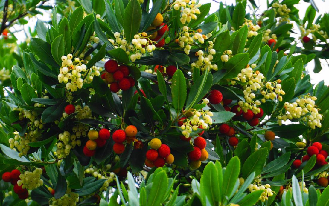 Zimzelena navadna jagodičnica je tudi čudovito okrasno drevo ali grm. Foto: lenic/Shutterstock