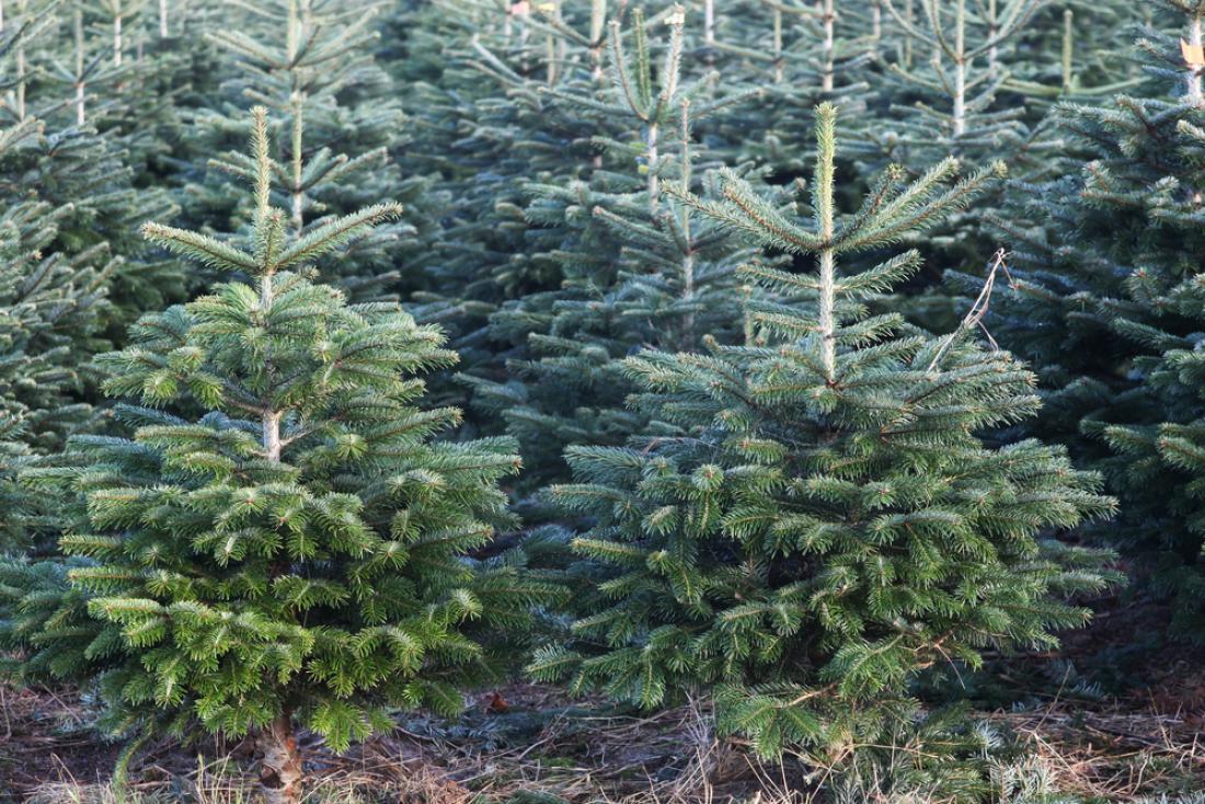 Nordijske smreke gojijo prav za božična drevesca. Foto: Ricochet64/Shutterstock