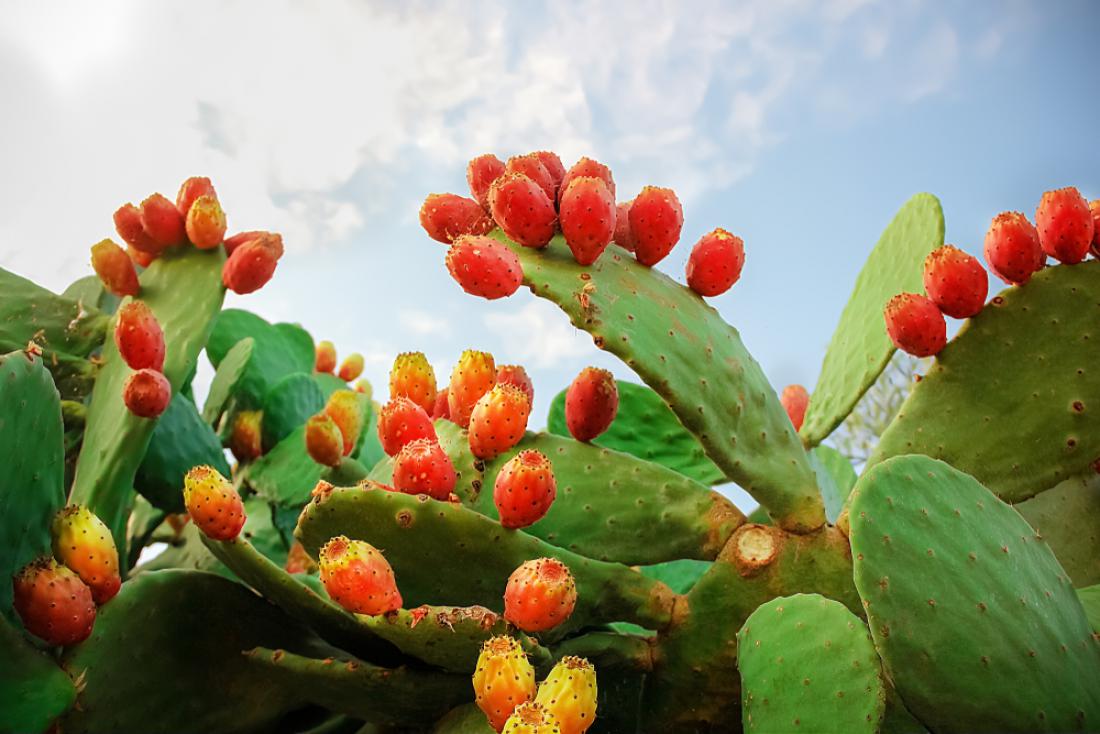 Ne samo bodice na kaktusu, tudi sadeži imajo nevarno bodikasto lupino. Foto: Grizanda/Shutterstock