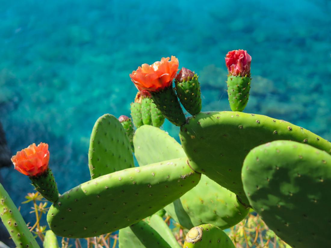 Kaktuse, na katerih dozorijo plodovi, boste pri nas našli ob morju. Foto: Awana JF/Shutterstock
