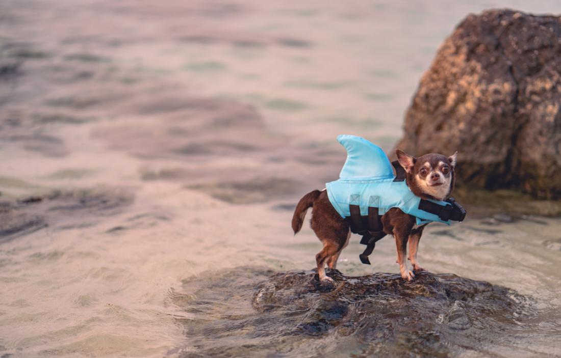 Pri kopanju v morju pazite, da vaš ljubljenček ne popije preveč slane vode. Foto: MBLifestyle/Shutterstock