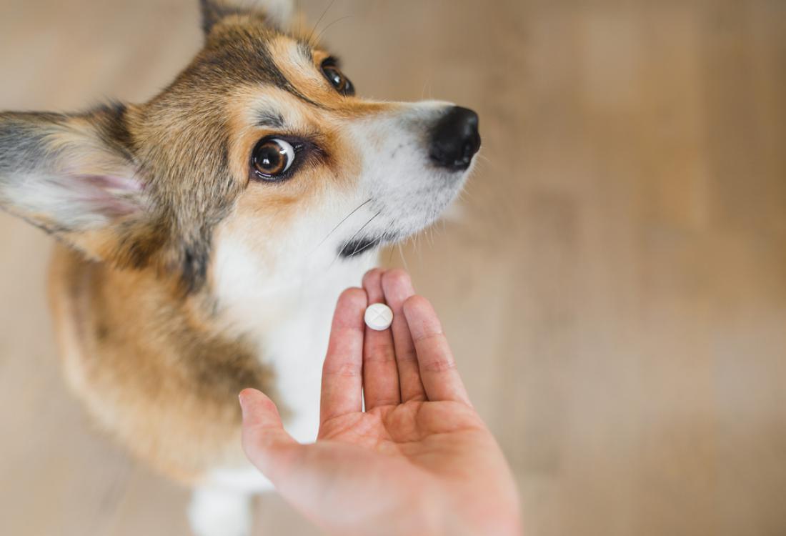 Zdravila za ljudi so lahko za živali usodna, zato pasjih tegob nikar ne zdravite z aspirinom. Foto: Jus_Ol/Shutterstock