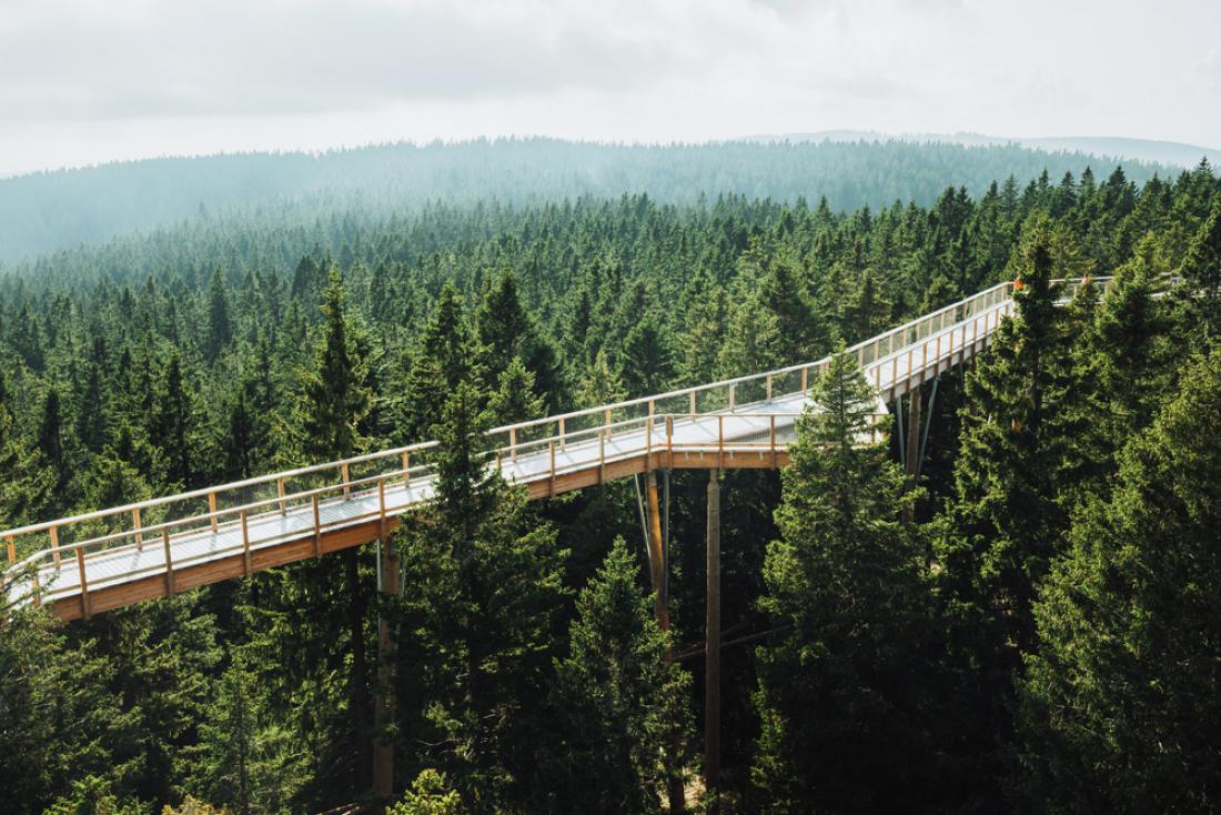 Pot med krošnjami je dolga 1043 metrov in leži v osrčju mogočnih pohorskih gozdov. Foto: Svetlana Kurapova/Shutterstock