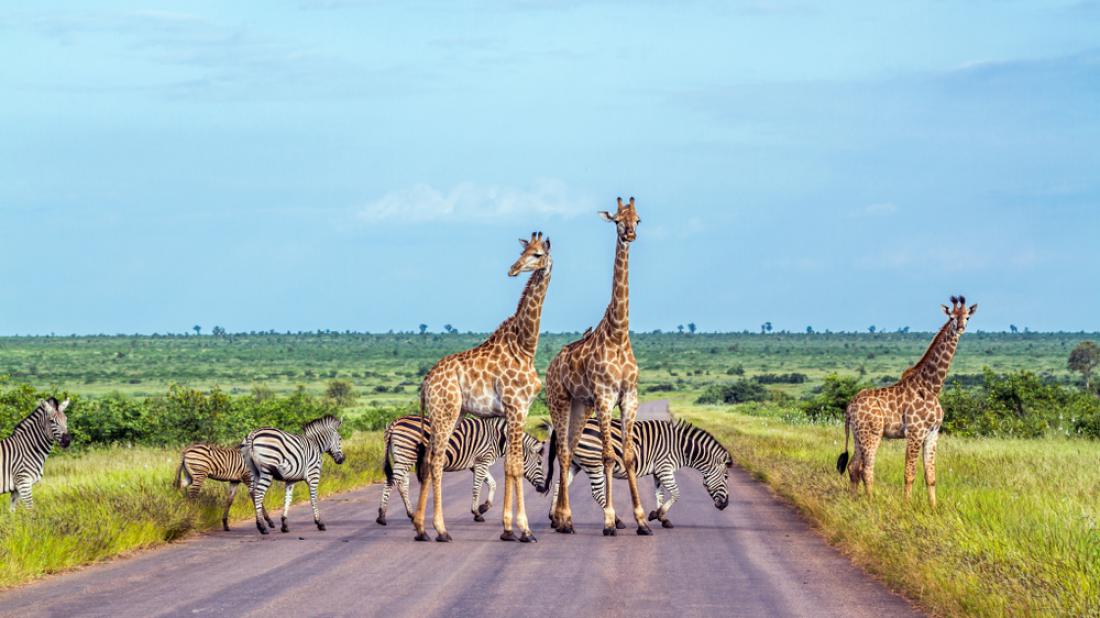 Lovski turizem je žal velik del prihodka Južne Afrike. Foto: Shutterstock