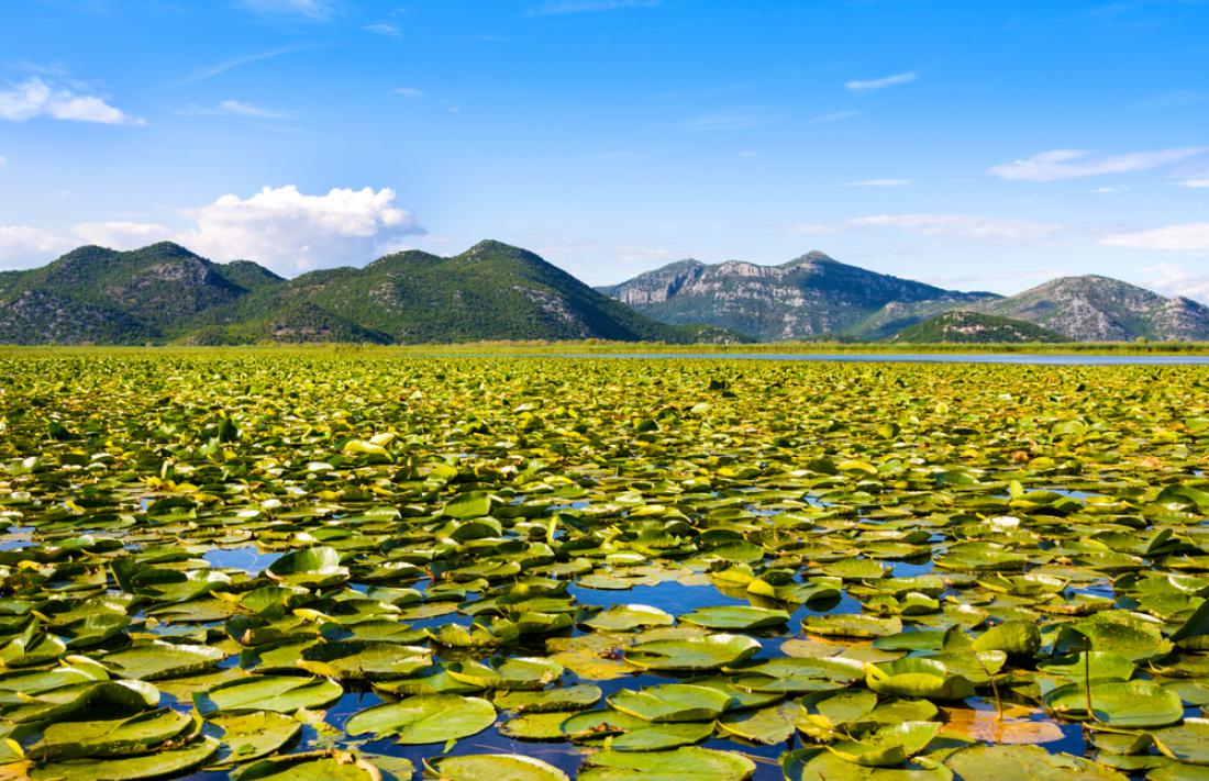 Skadarsko jezero je največje na Balkanu. Foto: Irina Papoyan/Shutterstock