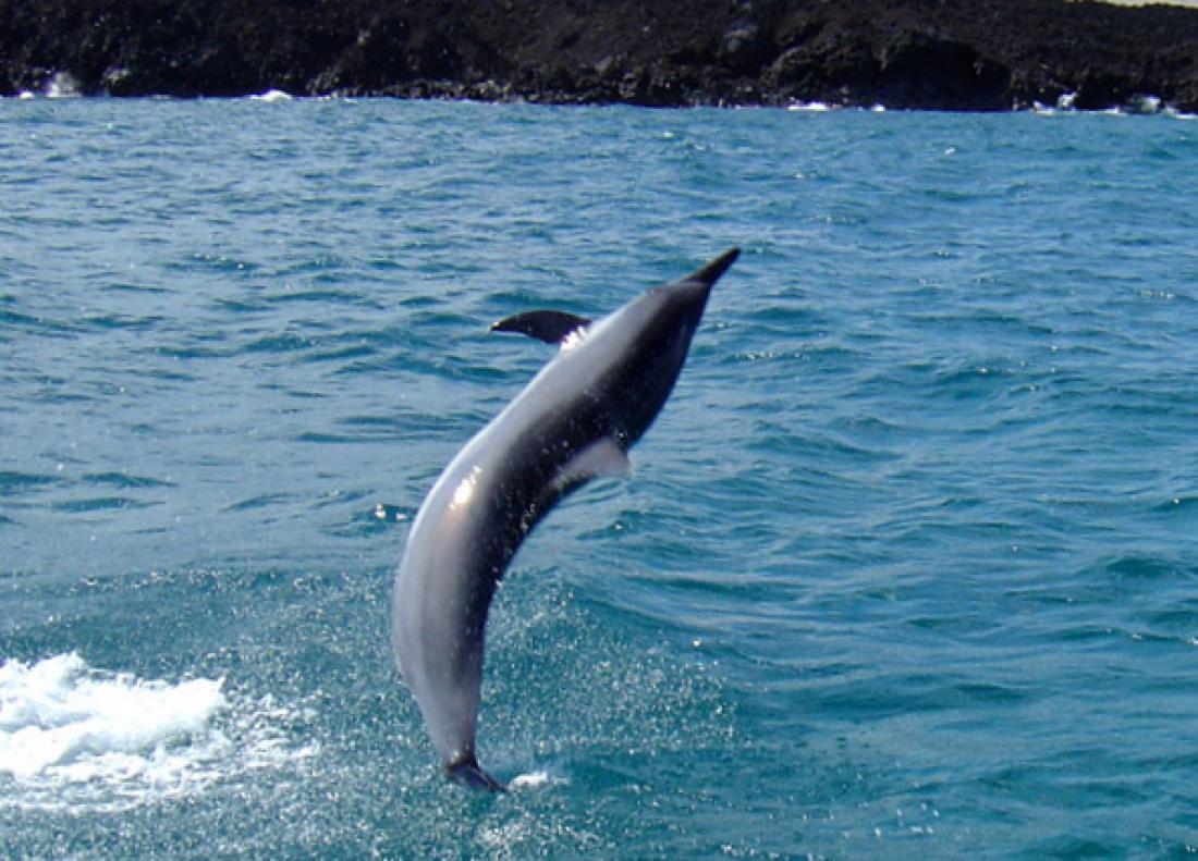 Za havajske delfine so značilni visoki skoki iz morja, ko v zraku naredijo več obratov, preden prosto padejo nazaj med valove.