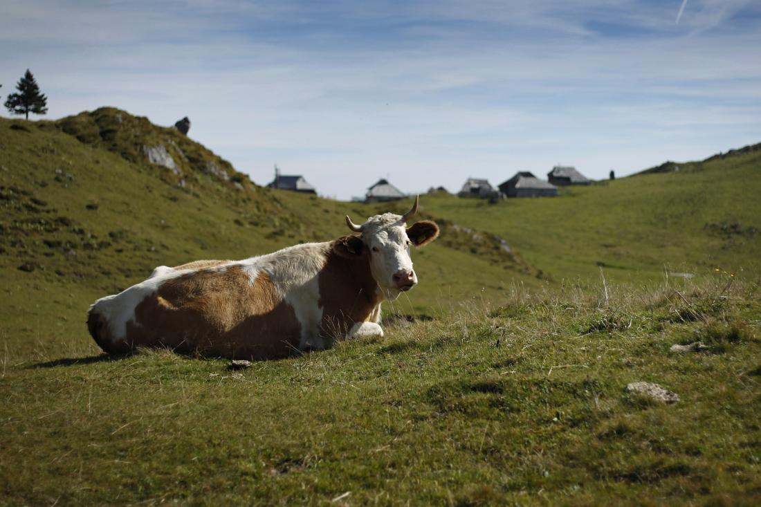 Krave raje opazujte z varne razdalje. Foto: Leon Vidic
