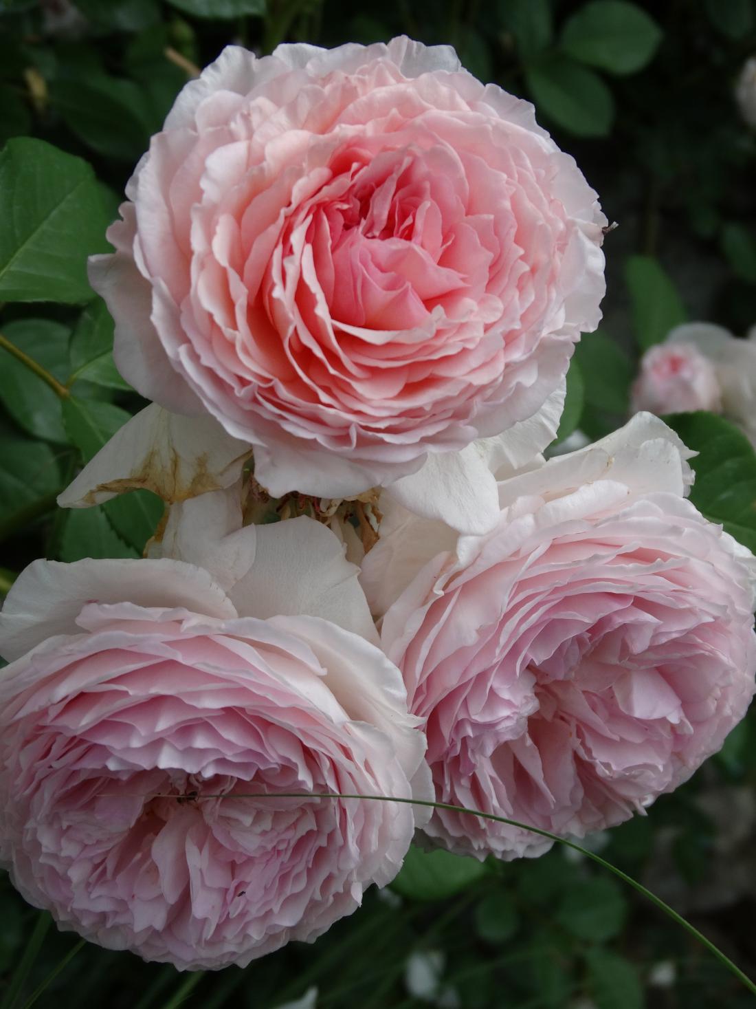 Ogni rosa è un'opera d'arte in natura.  Foto: Katja Zeljan