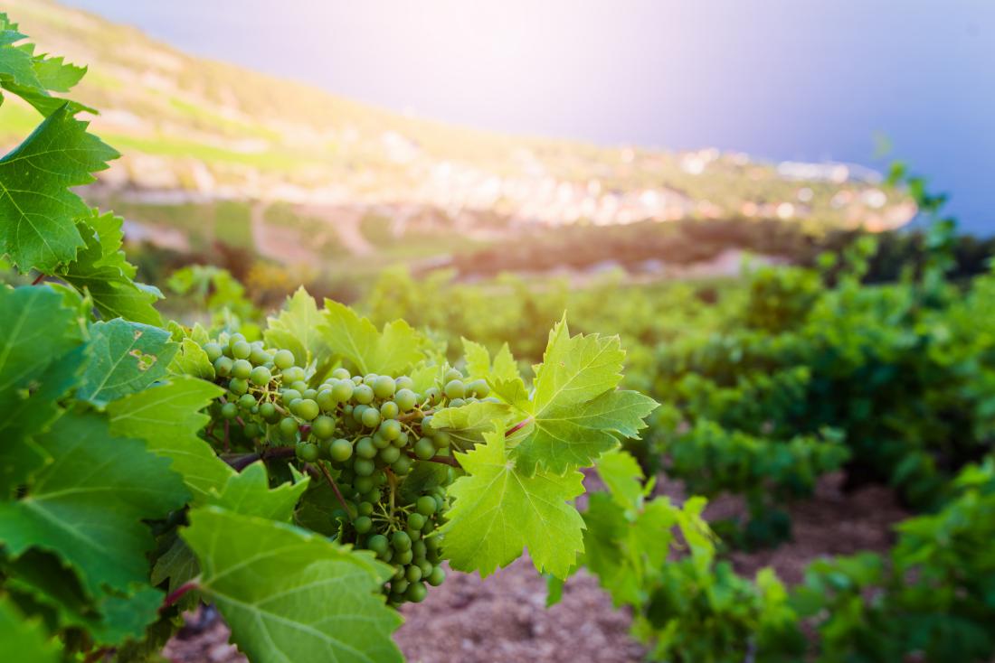 Hvar je znan po izvrstnem vinu. Foto: Daniel Jedzura/Shutterstock