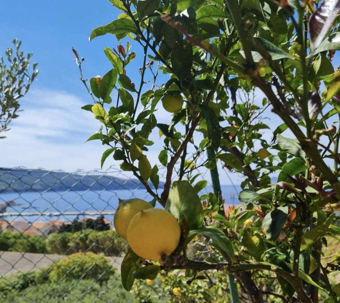 Spomladi je otok Vis v cvetju, limone v tem času krasijo vsak vrt. Foto: Teja Roglič