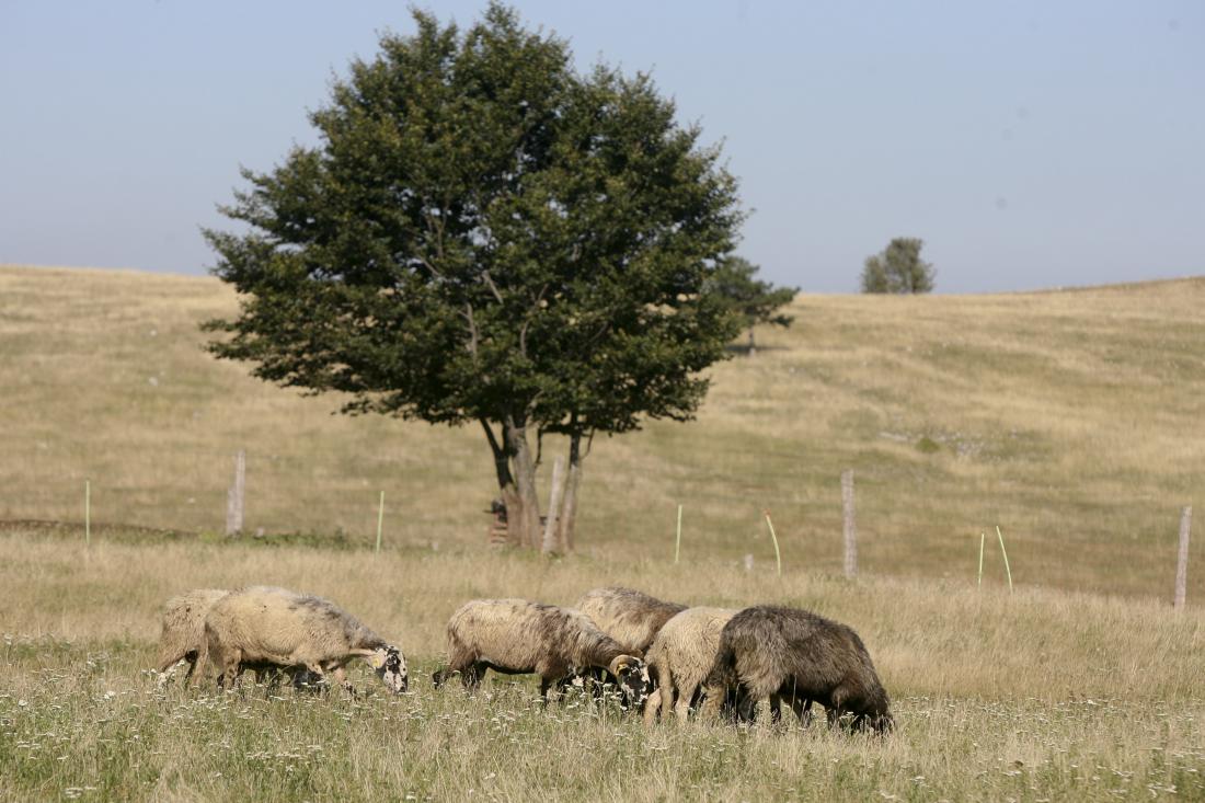 Na Vremščici še vedno domujejo ovce. Foto: Marko Feist