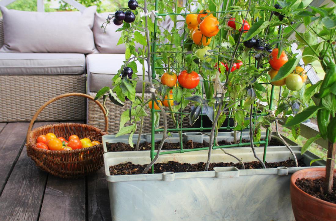 Tudi na majhnem balkonu lahko pridelamo veliko stvari, od paradižnika in paprike, do solate, v dovolj globokih in velikih posodah celo krompir. Foto: vaivirga/Shutterstock