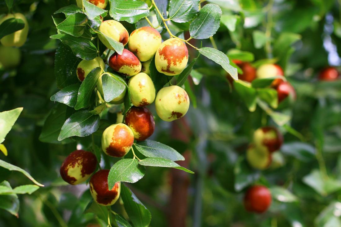 Drevo kitajskega datlja uspeva tudi pri nas, plodovi so sprva zeleni, nato se obarvajo rjavo. Foto: Kim gyu sik/Shutterstock